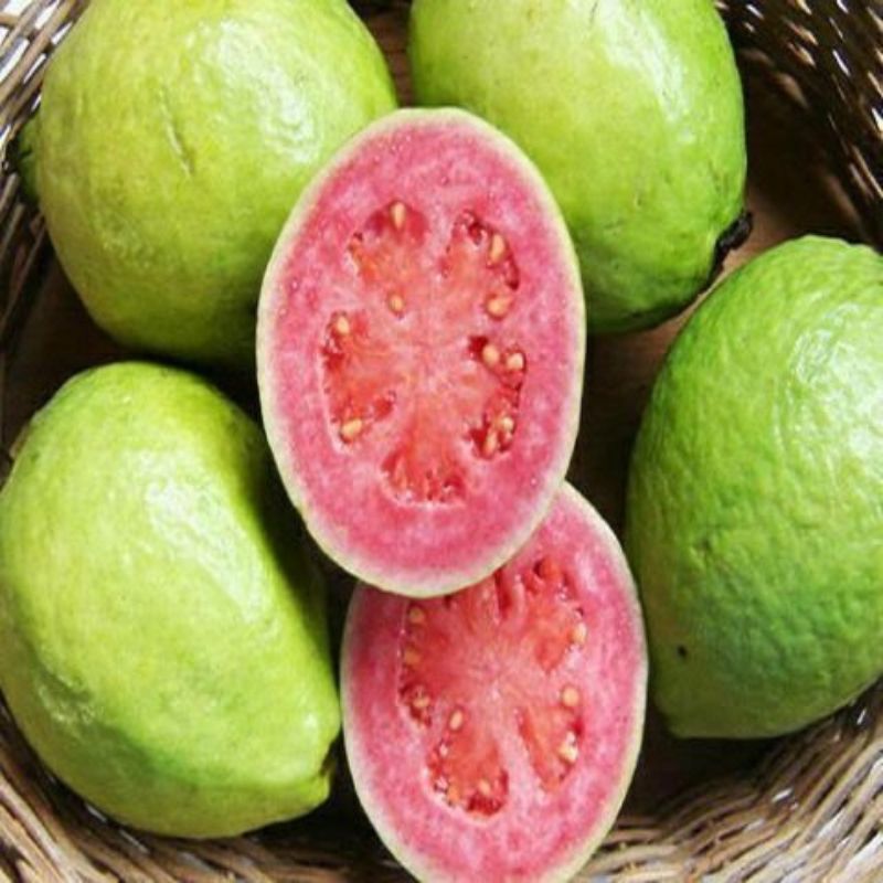 Taiwan Pink Guava Fruit Plant