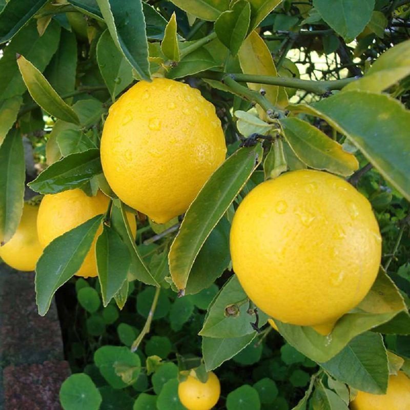 Fule Sharbati Lime Fruit Plant