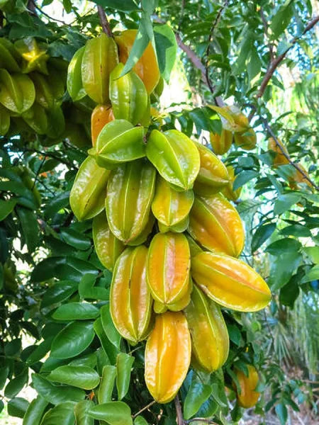 Star Fruit Plant